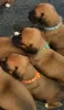 Additional photos: Boxer puppies for sale