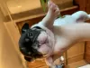 Photo №2 to announcement № 8810 for the sale of french bulldog - buy in Ukraine private announcement