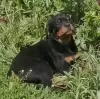 Photo №1. rottweiler - for sale in the city of Chelyabinsk | 651$ | Announcement № 109506