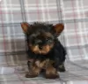 Photo №1. yorkshire terrier - for sale in the city of Larnaca | 634$ | Announcement № 103928