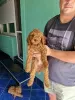 Photo №4. I will sell poodle (toy) in the city of Kula. breeder - price - negotiated