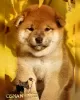 Photo №1. shiba inu - for sale in the city of Kharkov | negotiated | Announcement № 122227