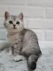 Photo №1. british shorthair - for sale in the city of Irkutsk | negotiated | Announcement № 9493