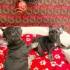 Photo №1. french bulldog - for sale in the city of Dundalk | 282$ | Announcement № 130007