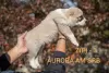 Additional photos: Central Asia Shepherd Dog Puppies