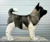 Photo №2 to announcement № 124273 for the sale of american akita - buy in Serbia 