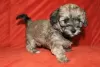 Additional photos: Havanese puppies