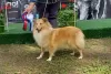 Additional photos: Sheltie puppies for sale