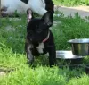 Photo №4. I will sell french bulldog in the city of Москва. from nursery - price - negotiated