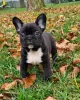 Photo №1. french bulldog - for sale in the city of Bielefeld | 380$ | Announcement № 128239