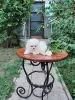 Photo №4. I will sell pomeranian in the city of Фредериксборг. private announcement - price - 600$