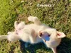 Additional photos: Children Siberian husky