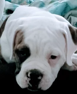 Additional photos: On sale 2 boys. American bulldog