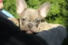 Photo №2 to announcement № 38113 for the sale of french bulldog - buy in Serbia breeder