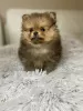 Photo №1. pomeranian - for sale in the city of Paris | 1040$ | Announcement № 29313