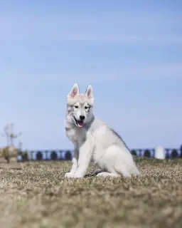 Photo №3. Purebred Siberian Husky puppies. Russian Federation