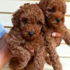 Photo №2 to announcement № 11363 for the sale of poodle (dwarf) - buy in Ukraine private announcement