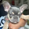 Photo №2 to announcement № 128693 for the sale of french bulldog - buy in Germany 