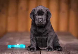 Photo №3. Gorgeous labrador retriever pups FCI. Ukraine