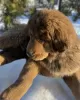 Photo №3. Tibetan mastiff puppies. Belarus