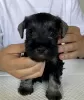 Additional photos: miniature schnauzer