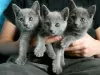 Photo №1. russian blue - for sale in the city of Antakya | negotiated | Announcement № 10007