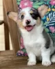 Photo №2 to announcement № 115801 for the sale of welsh corgi - buy in United States breeder