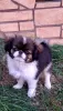 Photo №1. japanese chin - for sale in the city of Nowy Sącz | negotiated | Announcement № 120225