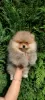 Additional photos: Pomeranian purebred BOO puppies