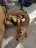 Photo №3. Beautiful Kc Reg Working Cocker Spaniel Puppies. Puerto Rico