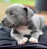 Photo №2 to announcement № 123750 for the sale of american pit bull terrier - buy in Lithuania private announcement