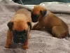 Additional photos: Boxer puppies for sale