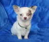 Photo №2 to announcement № 98240 for the sale of chihuahua - buy in Germany private announcement