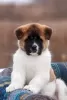 Additional photos: Puppy American Akita