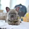 Photo №1. french bulldog - for sale in the city of Split | negotiated | Announcement № 101856