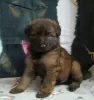 Additional photos: German Shepherd puppies