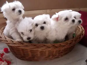 Photo №1. maltese dog - for sale in the city of Shakhtinsk | 400$ | Announcement № 417