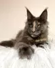 Photo №2 to announcement № 103710 for the sale of maine coon - buy in Germany breeder