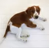 Photo №2 to announcement № 94426 for the sale of welsh springer spaniel - buy in Lithuania private announcement