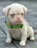 Photo №4. I will sell pug in the city of Kula. breeder - price - negotiated