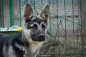 Additional photos: Kennel SladoniAngela offers for sale puppies of East European Shepherd Dog from