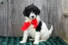 Photo №3. KC Registered Standard poodles (281)698-7719. United States