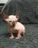 Additional photos: Canadian Sphynx kittens