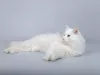 Photo №4. I will sell turkish angora in the city of Москва. private announcement - price - Is free