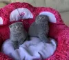 Photo №1. scottish fold - for sale in the city of Berlin | negotiated | Announcement № 128808