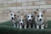 Additional photos: Welsh Corgi Pembroke puppies