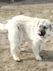 Additional photos: Caucasian Shepherd Puppies