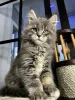 Photo №3. Adorable Maine coon kittens available now for sell. Austria