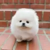 Photo №2 to announcement № 115145 for the sale of pomeranian - buy in Russian Federation private announcement