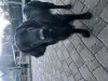 Additional photos: flat coated retriever puppies